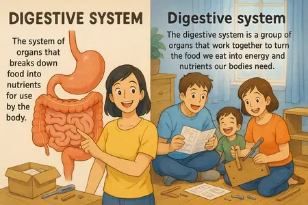 Watch digestive system Simple Definition
