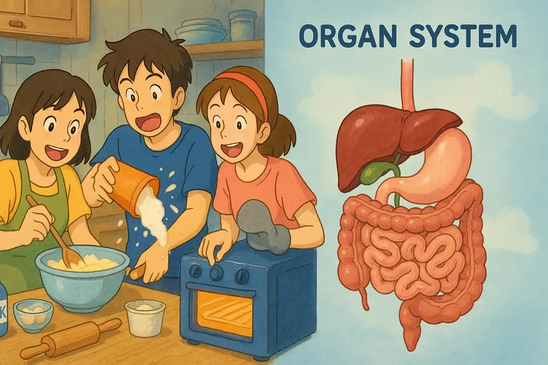 Organ System Simple Definition