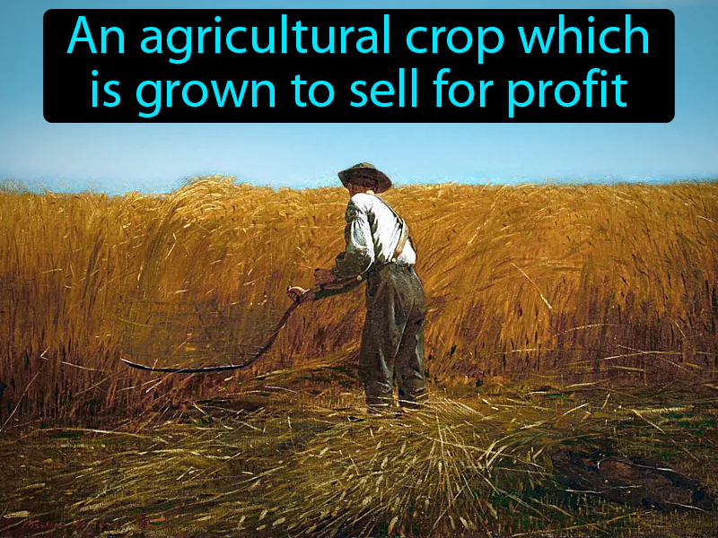 Cash Crop Definition Cash Crop Definition