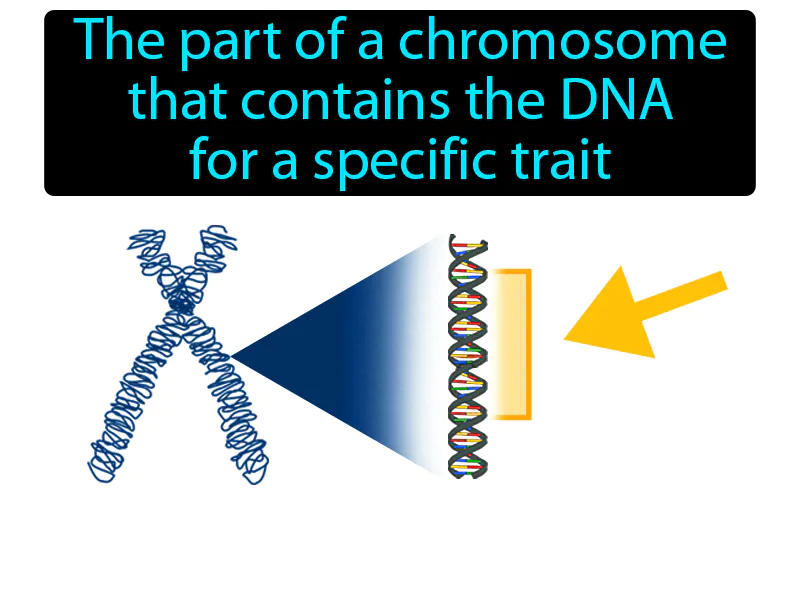 Gene Definition