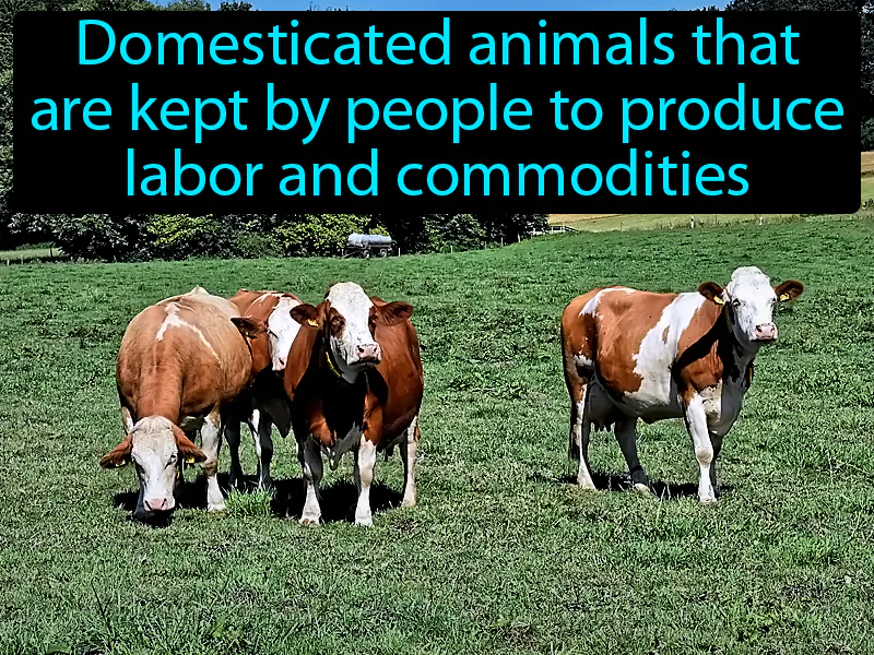 Livestock Definition Livestock Definition