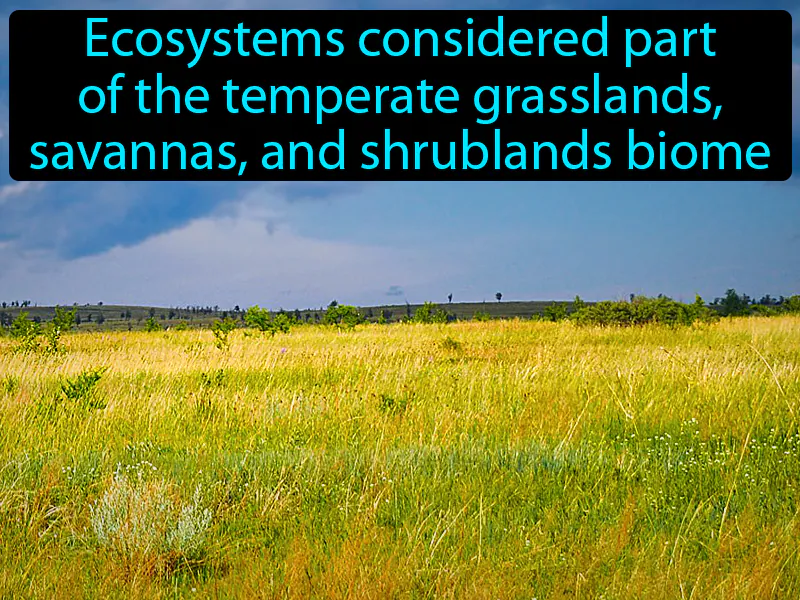 Prairie Definition