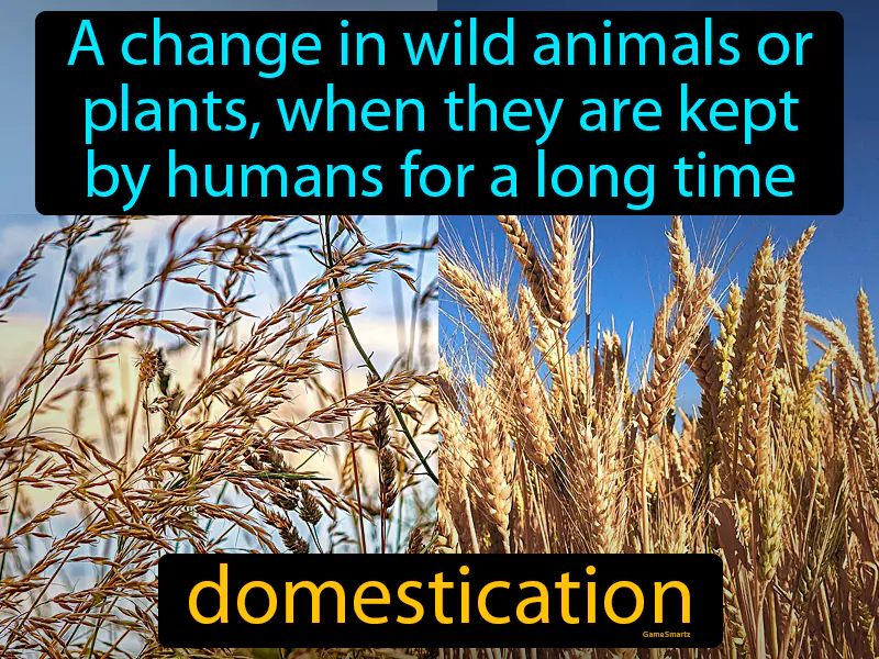 Domestication Definition