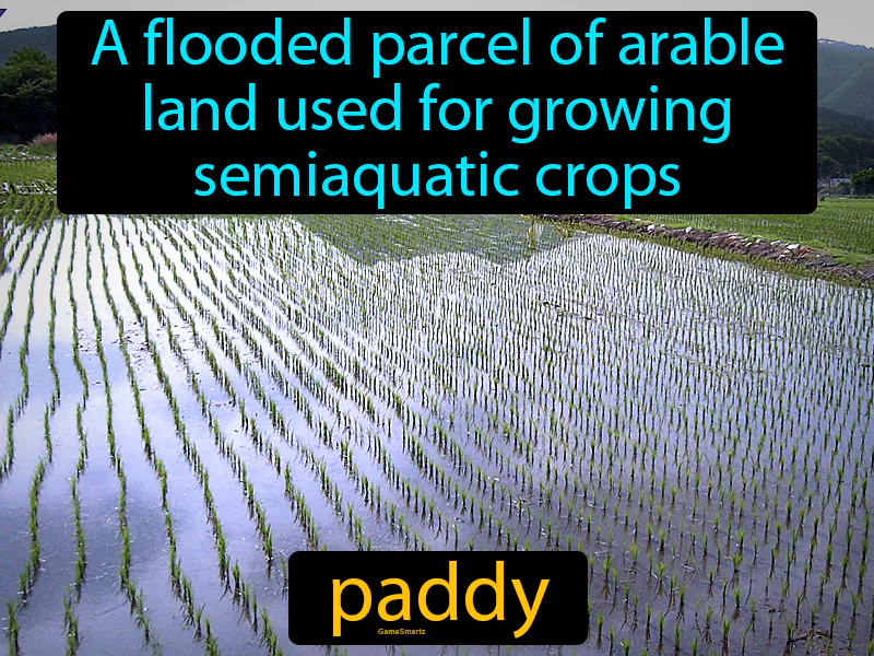 Paddy Definition