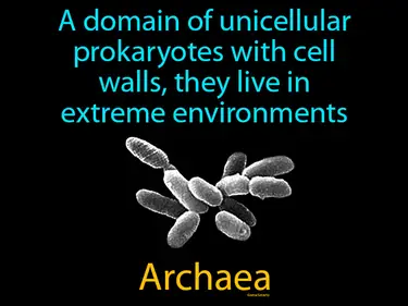 a domain of unicellular prokaryotes with cell walls, they live in extreme environments