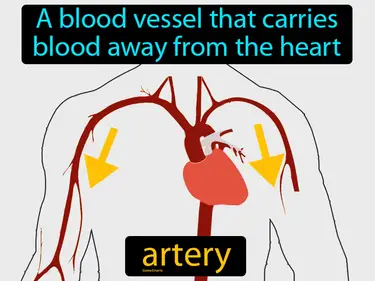 a blood vessel that carries blood away from the heart