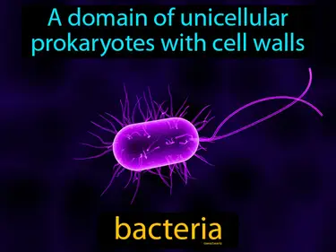 a domain of unicellular prokaryotes with cell walls