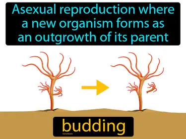 Asexual reproduction where a new organism forms as an outgrowth of its parent