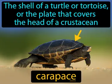 The shell of a turtle or tortoise, or the plate that covers the head of a crustacean