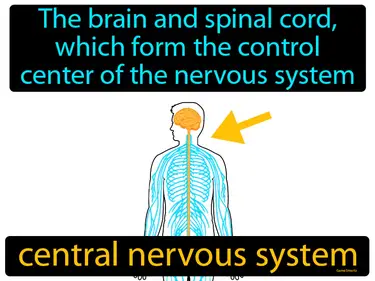 the brain and spinal cord, which form the control center of the nervous system
