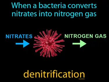 when a bacteria converts nitrates into nitrogen gas