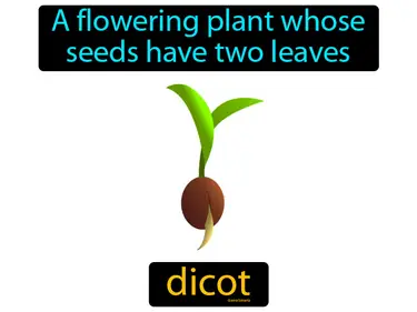 a flowering plant whose seeds have two leaves