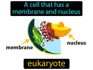 a cell that has a membrane and a nucleus