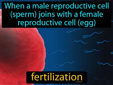 when a male reproductive cell (sperm) joins with a female reproductive cell (egg)