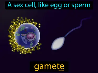 A sex cell, like an egg or sperm