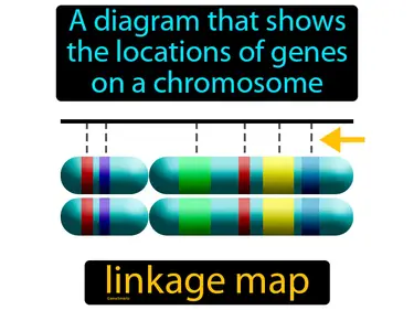 a diagram that shows the locations of genes on a chromosome
