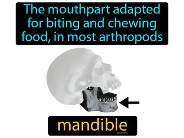a fused head and thorax found in some arthropods the mouthpart adapted for biting and chewing food, in most arthropods