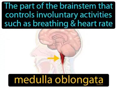 the part of the brainstem that controls involuntary activities such as breathing & heart rate