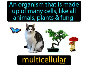 an organism that is made up of many cells, like all animals, plants and fungi