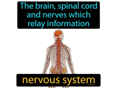 the brain, spinal cord and nerves which relay information