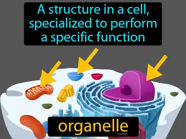 a structure in a cell's cytoplasm specialized to perform a function