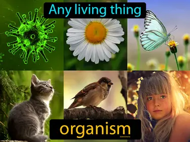 any living thing
