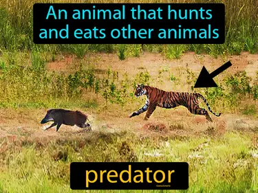 an animal that hunts and eats other animals