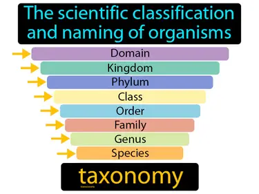 the scientific classification and naming of organisms