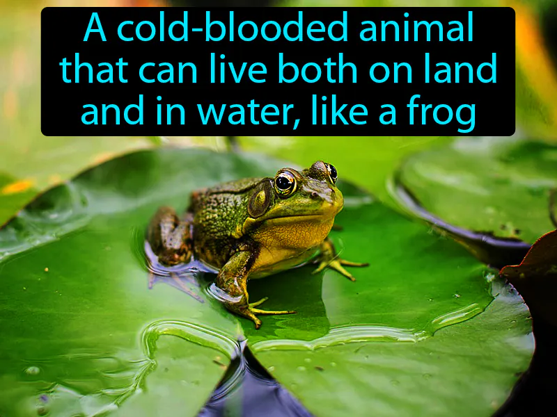 Amphibian Definition Amphibian Definition