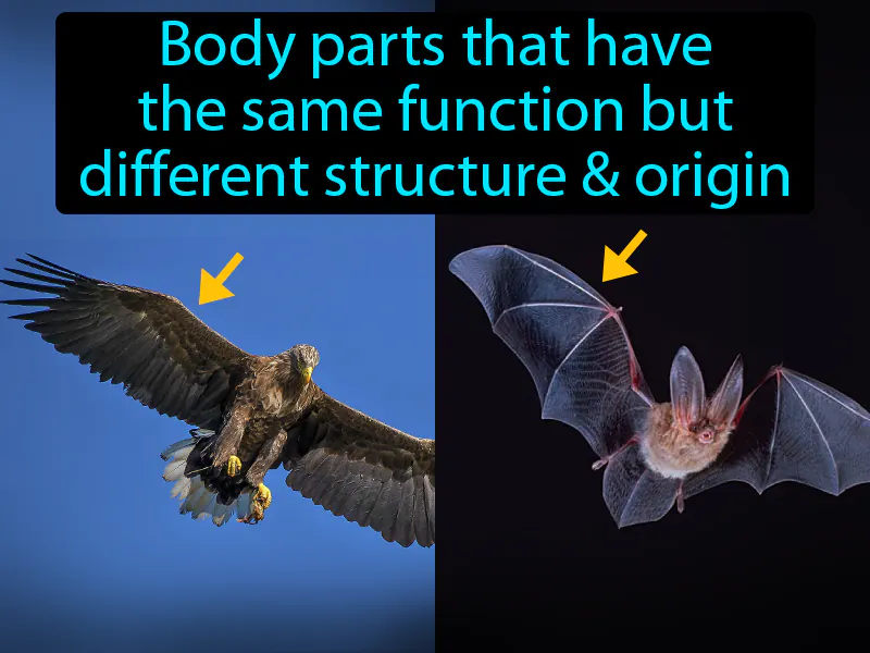 Analogous Structure Definition Analogous Structure Definition