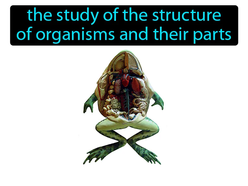 Anatomy Definition Anatomy Definition