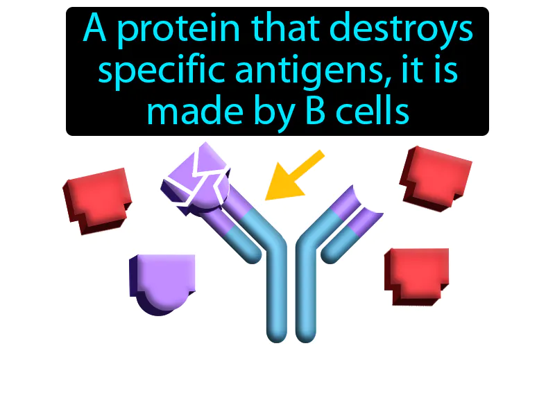 Antibody Definition Antibody Definition