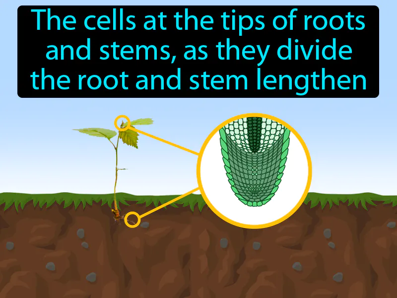 Apical Meristem Definition Apical Meristem Definition