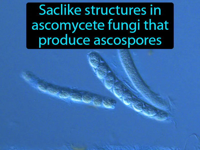 Ascus Definition