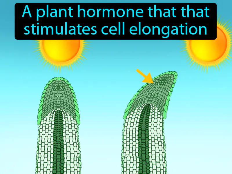 Auxin Definition Auxin Definition