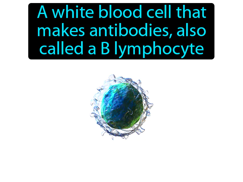 B Cell Definition B Cell Definition