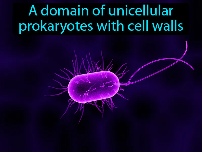 Bacteria Definition Bacteria Definition
