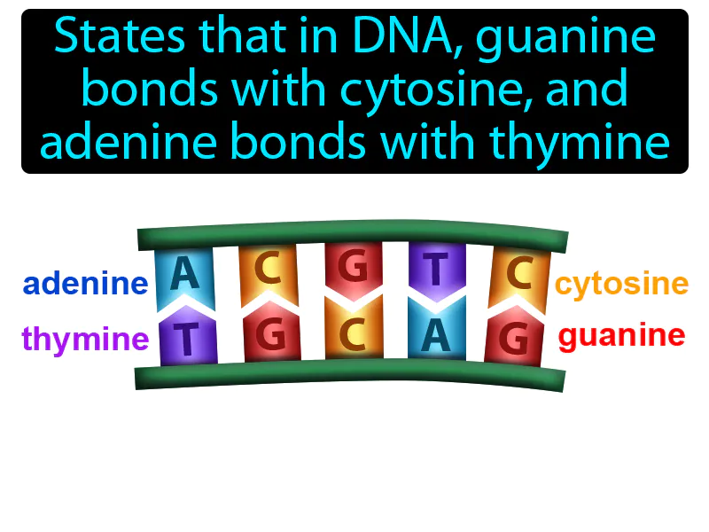 Base Pairing Rule Definition Base Pairing Rule Definition