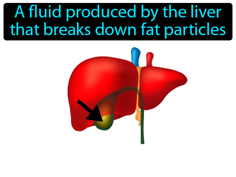 Bile Definition Bile Definition