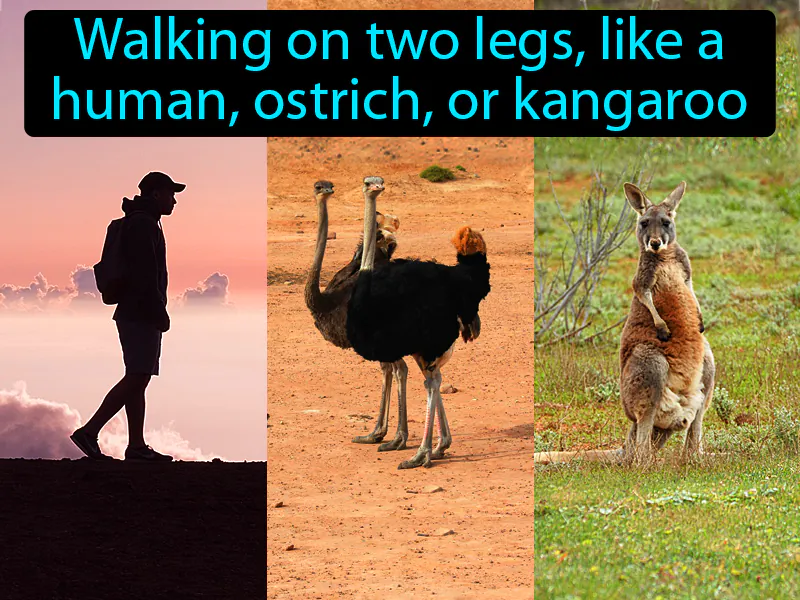 Bipedal Definition