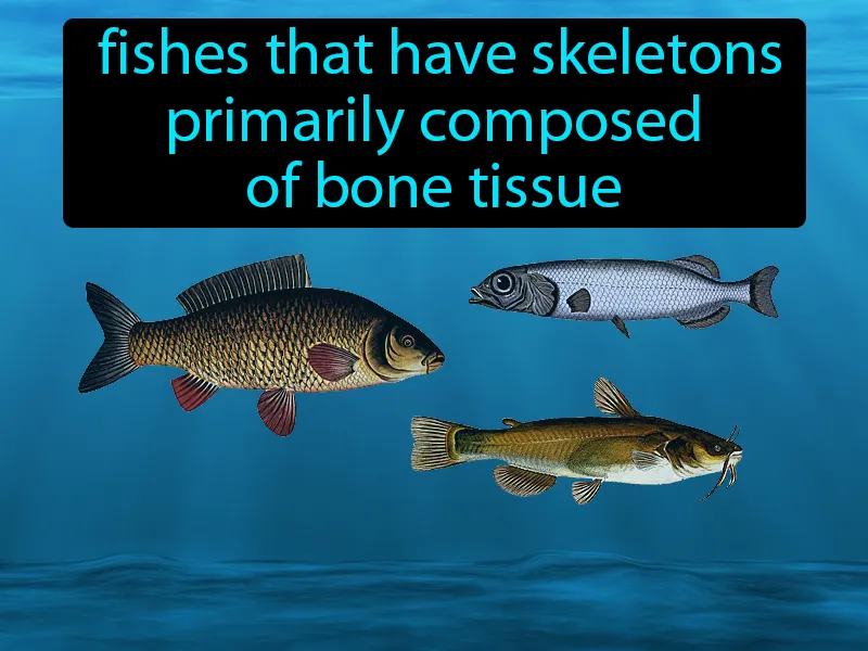 Bony Fishes Definition Bony Fishes Definition