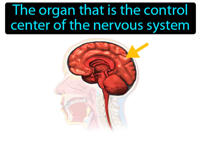 Brain Definition