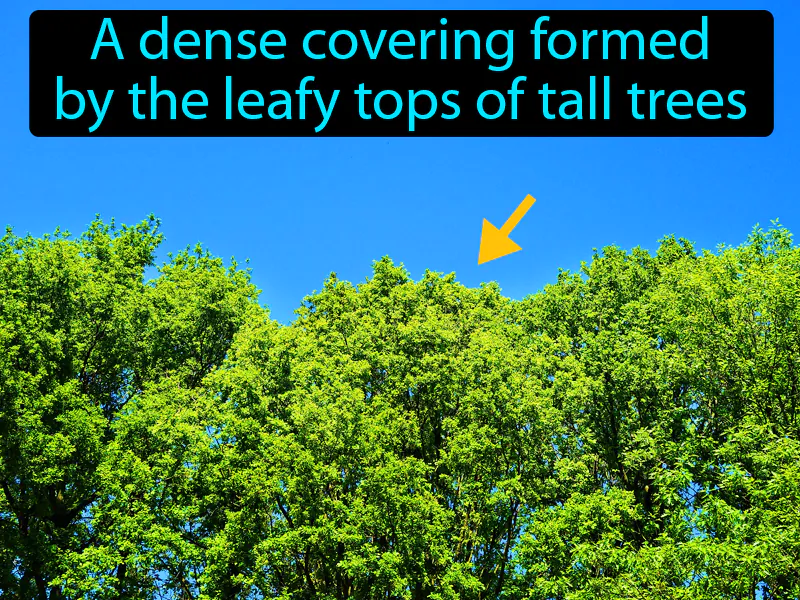 Canopy Definition Canopy Definition