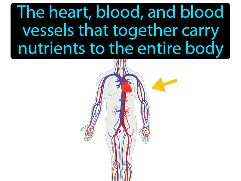 Cardiovascular System Definition Cardiovascular System Definition