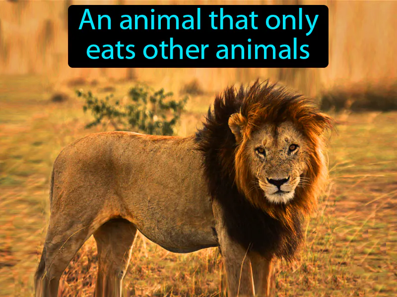 Carnivore Definition Carnivore Definition