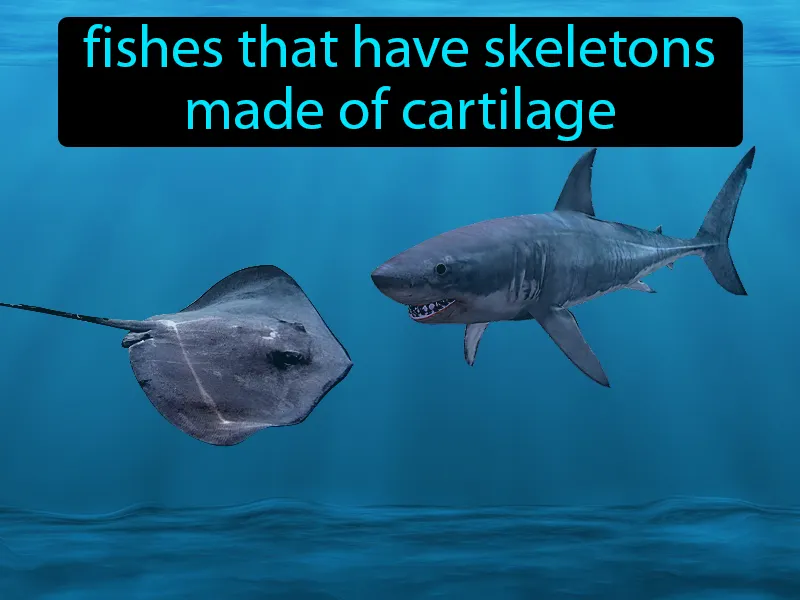 Cartilaginous Fishes Definition Cartilaginous Fishes Definition