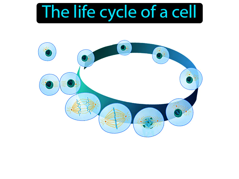 Cell Cycle Definition Cell Cycle Definition