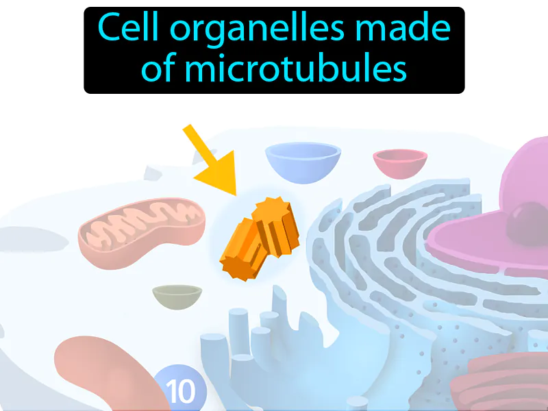 Centriole Definition Centriole Definition