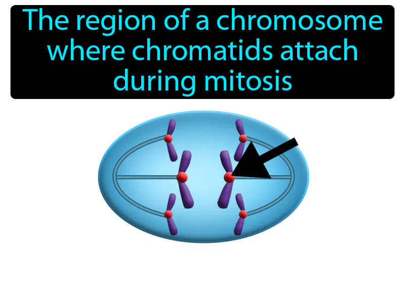 Centromere Definition Centromere Definition