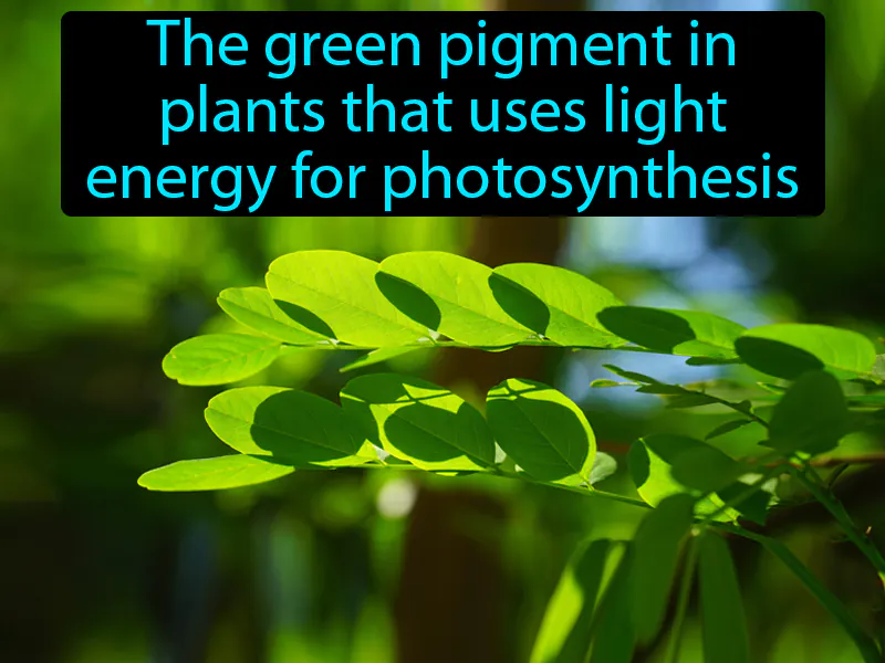 Chlorophyll Definition Chlorophyll Definition